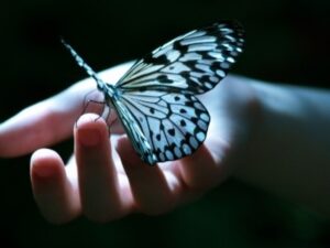 borboleta na palma da mão